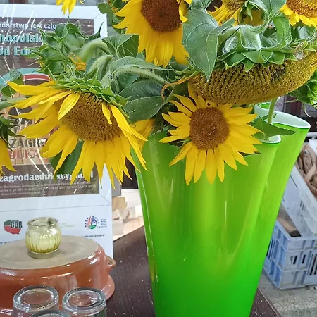 Janiczek Tuchów Gospodarstwo agroturystyczne Dabrowka Tuchowska